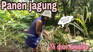 Panen Jagung yg Ku Tanam di Depan Rumahku  ‼️Jagung ayam