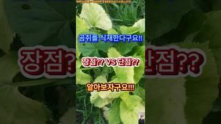  "곰취 재배의 모든 것! 장점과 단점 한눈에 보기"＃곰취＃곰취식재＃곰취키우기＃곰취단점＃곰취장점＃곰취농사＃곰취재배＃곰취효능＃곰취요리법＃건강나물＃백우산산나물＃자연농부