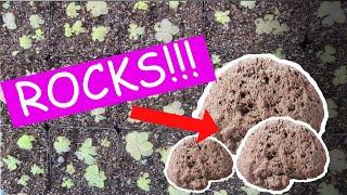 Mexican Pinguicula Soil Mix Guide (Pointers on the best rocks to use for Butterworts!)