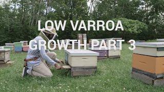 Low Varroa Growth Part 3