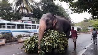 Amazing habits of Elephants./Ceylon Survival .