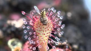 Sundew Carnivorous Plant Eating Fly 4K Timelapse