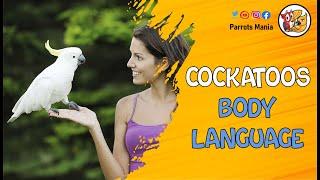 Cockatoo Body Language: Understand What Your Bird Feels