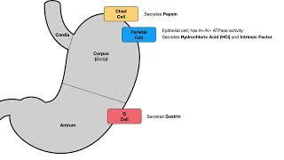 GI Secretory/Regulatory Physiology