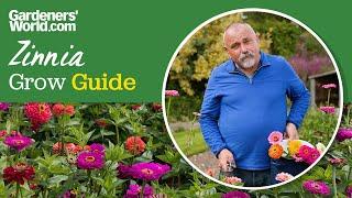 Colourful zinnia flowers | David's complete guide