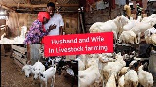 Harvesting Happiness :The Journey of a Husband and Wife Team in The World of Livestock farming