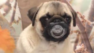Top 30 Funniest and Cutest Pug Dog Videos Compilation