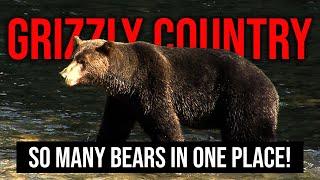 Grizzly Country ( Director's Cut with Original Ambient Sound)