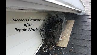 Repair Work Done Prior to Raccoon Removal  | Repair Enables Effective Removal