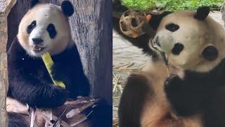 6.17 Fu Bao's New Toy and New Eating Place #panda #fubao #푸바오 #福宝 #viral #fyp #daily #pandalife