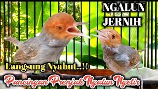 Make Gacor Quickly..!! Ngalun Male Female Prenjak Lure Clear