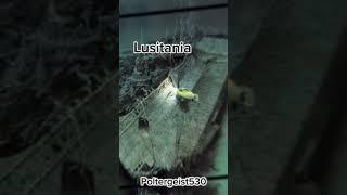 затонувшие корабли #рек #Titanic #Olympic #Britannic  #рекомендации #хочуврекомендации