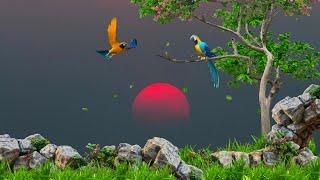 Beautiful Sunset Nature Background || Nature Template Video Background