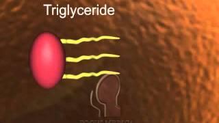 Triglycerides