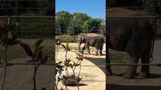 Bull Elephant at Sydney Zoo #sydney #australia #elephant #zoolife #zoo