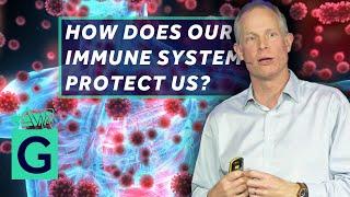 How Does Our Immune System Protect Us? - Robin May