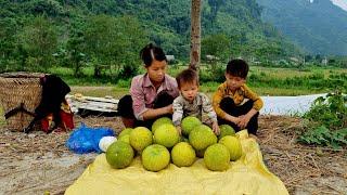 Harvesting grapefruit to sell - Living with a wandering boy | Bàn Thị Ta