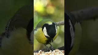 Большая синица /Great tit#Shorts