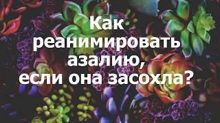 Как реанимировать азалию, если она засохла?