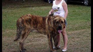 Spanish MAstiff 130 Kg ( mastin español 130 kg )