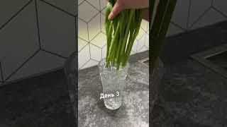Тюльпаны на третий день ️ #жизнь #цветы #природа #тюльпаны #день ￼￼