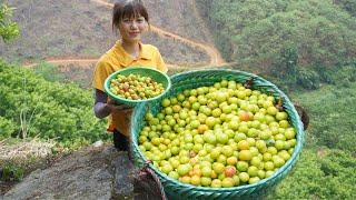Harvest honey apples in the forest - Sell sour fruit - Green forest farm
