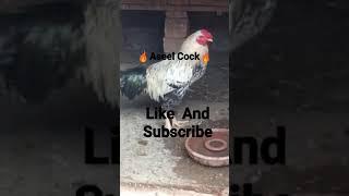 #Aseel Cock #shortsvideo #aseelmurga #shortsfeed #viralshorts #viralvideo #shorts#mspetsvlogs #short