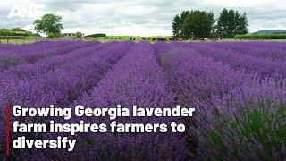 Growing Georgia lavender farm inspires farmers to diversify