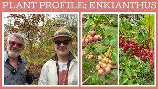 Plant profile: Enkianthus