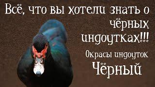 ЧЁРНЫЙ. Окрасы индоуток: часть 3. Окрасы мускусных уток: чёрно-изумрудный.