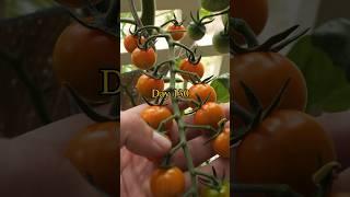 Growing Tomatoes from Seed to Harvest (In containers on Balcony)
