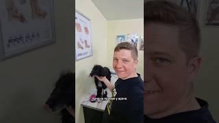 А НЕ НАДО БЫЛО ЕГО БЕЗРОДНЫМ НАЗЫВАТЬ #кириллов #собака #бытовуха