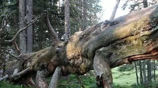 Mystische Wälder, Föhrenwald