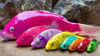 Koi Fish Hunting Pink Eel - Stop Motion Cooking ASMR/ Colorful Carp Funny Video