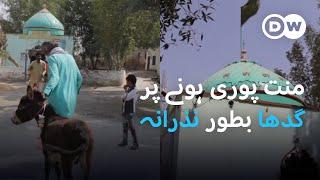 ایسا مزار، جہاں منت پوری ہونے پر گدھا بطور نذرانہ پیش کیا جاتا ہے | DW Urdu |