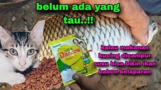 no hoax no tipu-tipu, umpan ini benar benar sadis || umpan jitu ikan tawes sungai   #303