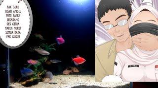 KOMIK MADLOKI CITRA DIJEBAK PAK BUDI || Feeding Glowfish, fish, Popular Fish