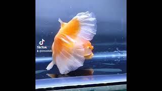 Ikan Mas Koki Oranda RW Rosetail