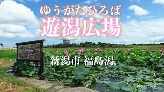 「日本の自然百選」「にいがた景勝百選」「遊歩百選」福島潟