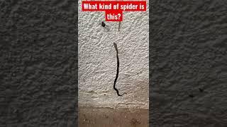 Snakes Alive? Nope. Spider Kills Snake…