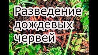 Разведение дождевых червей. Старатель. Красный калифорнийский червь(ккч). Дендробена. Гумус