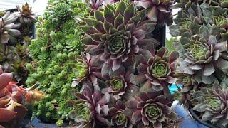 Sempervivums! Hens & Chicks Cold Hardy Succulents!