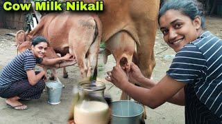 Bahut Dino ke Bad Cow Milk Nikali 