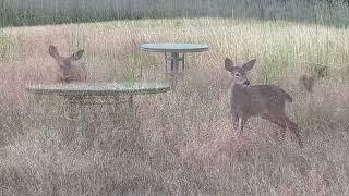 Deer Family  Little One, Twin, and their Fawns