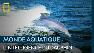 Le dauphin, un chasseur extrêmement intelligent