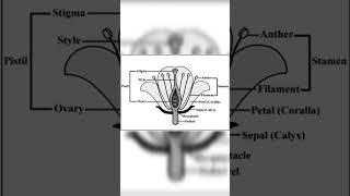 Parts of flower .... #education #easylearning