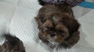 Shih-tzu Puppies at 7 weeks old.