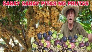 Sabay sabay pitas Lanzones mangosteen at bayabas