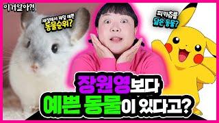 [이거알아?!-동물] 장원영보다 더 예쁜 동물들이 있다고?! 세상에서 제일 예쁜 동물들 순위 대공개!! 푸바오는 몇 위일까??