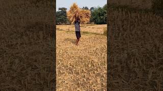 Village life,#minivlog #farmer #villagelifestyle